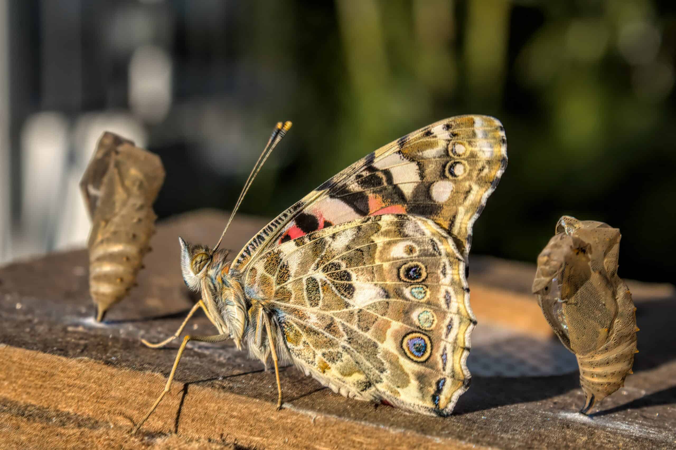 Ein Schmetterling sitzt auf einer Holzfl&auml;che, daneben stehen zwei leere Kokons.